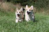 CORGI PEMBROKE 346